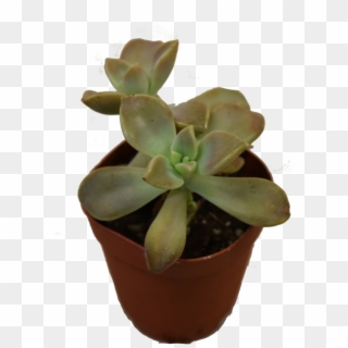 Mini Succulent - Flowerpot Clipart
