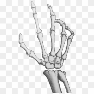 Bone Hand Png Clipart
