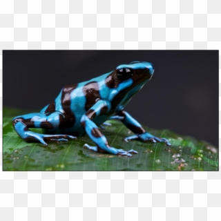 We Use Environmentally Safe Methods And Non-toxic Inks - Frog Amphibians Clipart