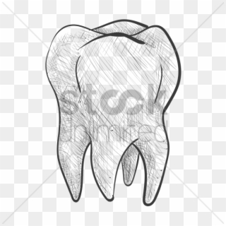 Tooth Vector Image - Sketch Clipart