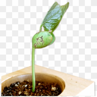 Unicorn Seed To Grow & Personalised Ecocube - Einhornbohne Clipart