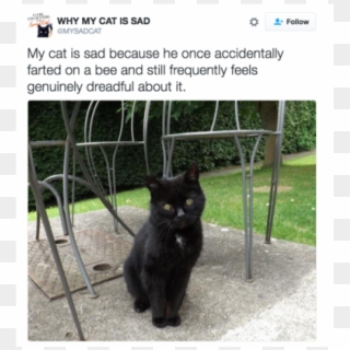 Sad Cat - Black Cat Clipart