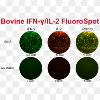 Bovine Ifn Γ/il 2 Fluorospot Kit - Circle Clipart