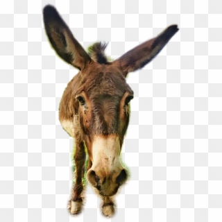 Donkey Sticker Clipart