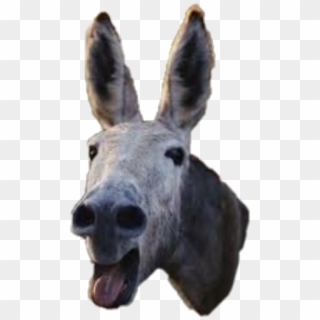 Donkey Sticker - He Falls Asleep While You Re Talking Clipart