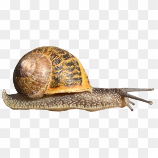 Snail Transparent Background Clipart