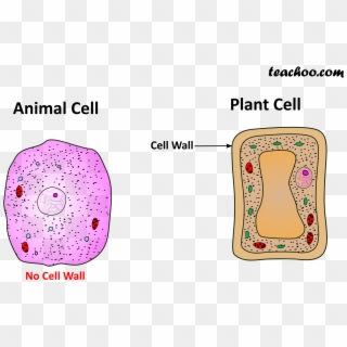 Both Plant And Animal Cell Wall - Java Virtual Machine Clipart