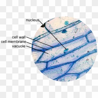 This Is A Typical Onion Cell Slide With Labels - Onion Cell Under Microscope Labelled Clipart