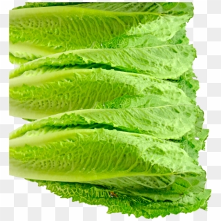 One Source Of Romaine Related E - Romaine Lettuce Clipart