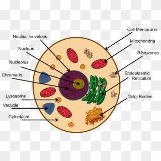 Cytoplasm In Animal Cell Project Clipart