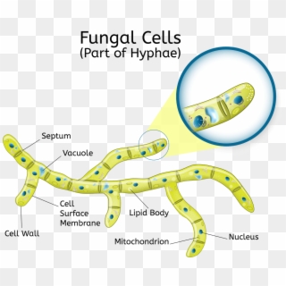 This Means That Every Single Hypha Contains Many Nuclei - Celula De Los Hongos Clipart