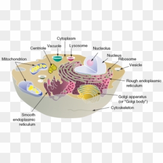 Mitochondria Transparent Cell Membrane Clipart