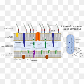 Gram Negative Cell Wall Clipart