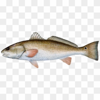 Leave A Reply - Target Strength Of Fish Clipart