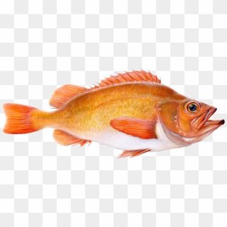Golden Redfish Clipart