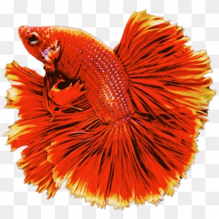 #red #fish #goldfish #swiming #animals - Bony-fish Clipart