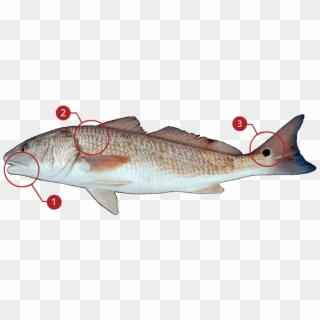 How To Identify A Red Drum - Red Drum Clipart