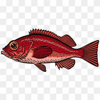 Redfish - Snapper Clipart