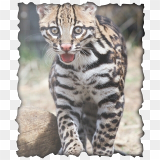 Here Are Some Facts About Ocelots - Ocelot Clipart