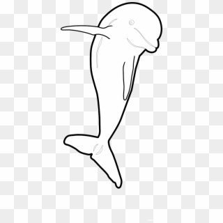Dolphin Jumping Front Nmmp Dolphin Black White Line - Illustration Clipart