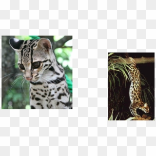 How Would Some Small Wild Cat Adapt In Their Environment - Ocelot Clipart