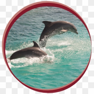 Wholphin Clipart