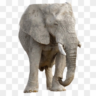 Elephant, Animal, Africa, Transparent Background Clipart