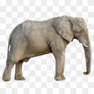 Elephant Animal Africa Transparent Background - Binatangnya Banyak Hutang Clipart