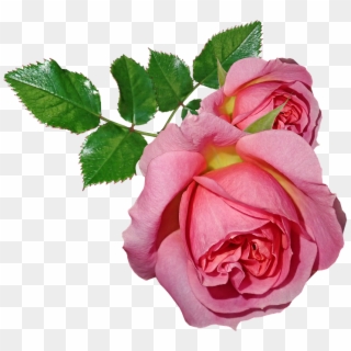 Roses, Flowers, Leaves, Plant, Garden, Nature - Rosas Com Folhas Png Clipart