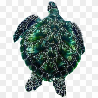 #turtle #fireworks #green - Most Beautiful Sea Turtles Clipart