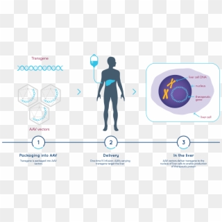 How Gene Therapy Works - Graphic Design Clipart