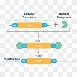 1 - Piggybac Transposon Clipart