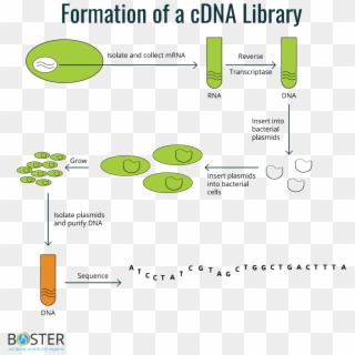 Cdna Libraries - Cdna Library Clipart