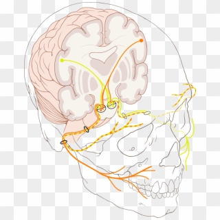 Cranial Nerve Vii - Internal Acoustic Meatus And Stylomastoid Foramen Clipart