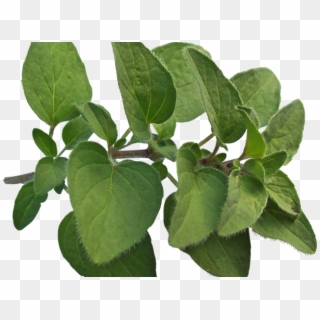 Herbs Clipart Oregano - Marjoram Png Transparent Png