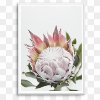 Blush King Protea Fine Art Flower Print Or Poster - Shelf Clipart