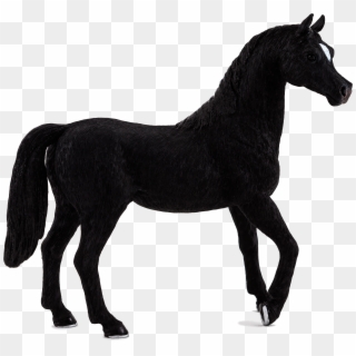 Black Arabian Horse Nz Clipart