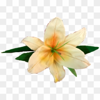 #лилия #flower #цветок #flowers #lillies #lilly #free - Lily Clipart