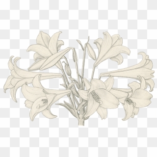 Honeysuckle Clipart