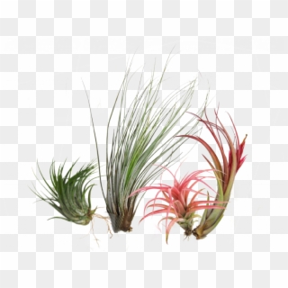 Air Plants Are A Unique Group Of Plants That Can Grow - Sweet Grass Clipart