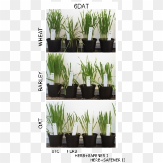 Species-dependent Safening In Different Cereal Crop - Artificial Turf Clipart
