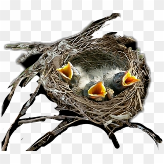#birds #nest - Egg Clipart