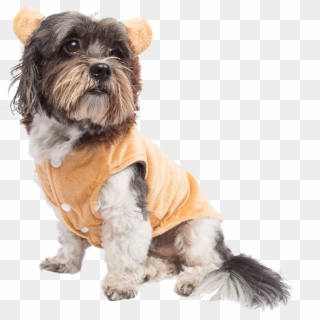 Animal Planet Lion Dog Costume Buycostumescom Dog Beds - Companion Dog Clipart