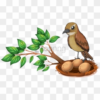Free Png Bird Nest On Tree Png Image With Transparent - Nest With Eggs And Bird Clipart