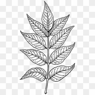 Drawn Plant Leaf Branch - Leaves Clip Art - Png Download