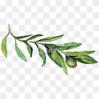 Watercolor Olive Branch Png - Russian Olive Clipart