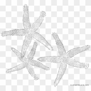 Star Fruit Clipart Starfish - Clip Art - Png Download