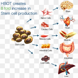 Hbot Creates A 8 Fold Stem Cell Production - Potential Application Of Human Stem Cells Clipart
