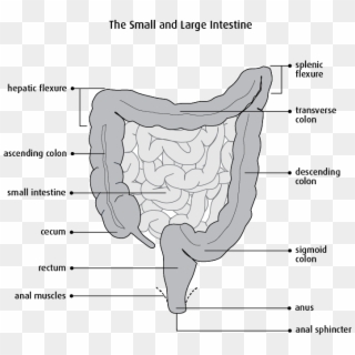 Bowel Resection Clipart