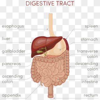 Imagenes De Tracto Digestivo Clipart